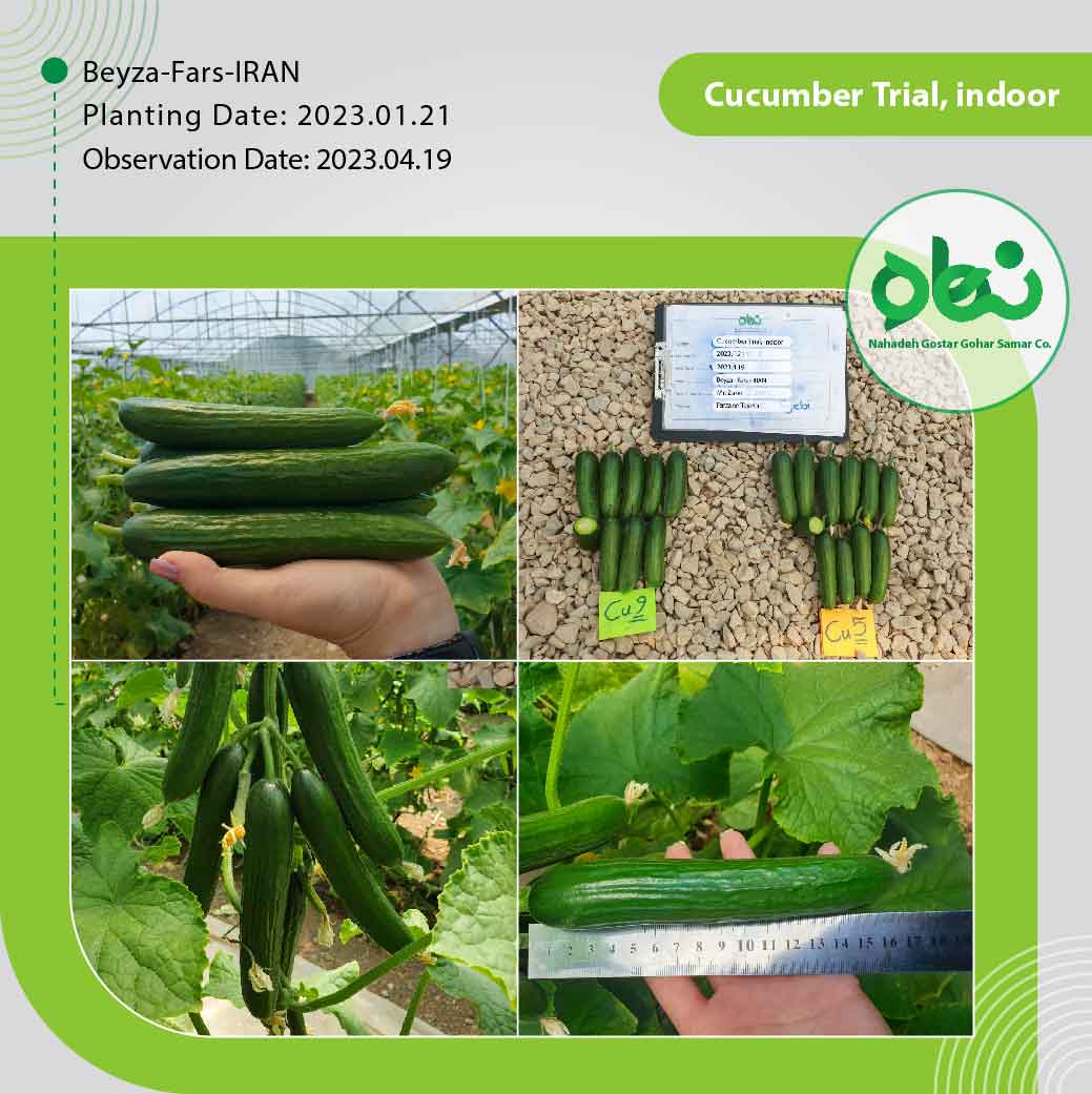 Cucumber Trial, indoor(3)